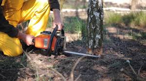 How Our Tree Care Process Works  in Wolcottville, IN